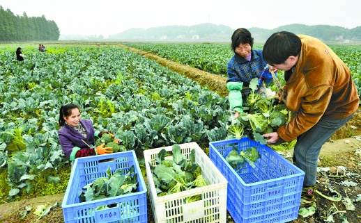 11月15日上午，祁东县白地市镇5000亩西兰花种植基地，农户忙着收割西兰花